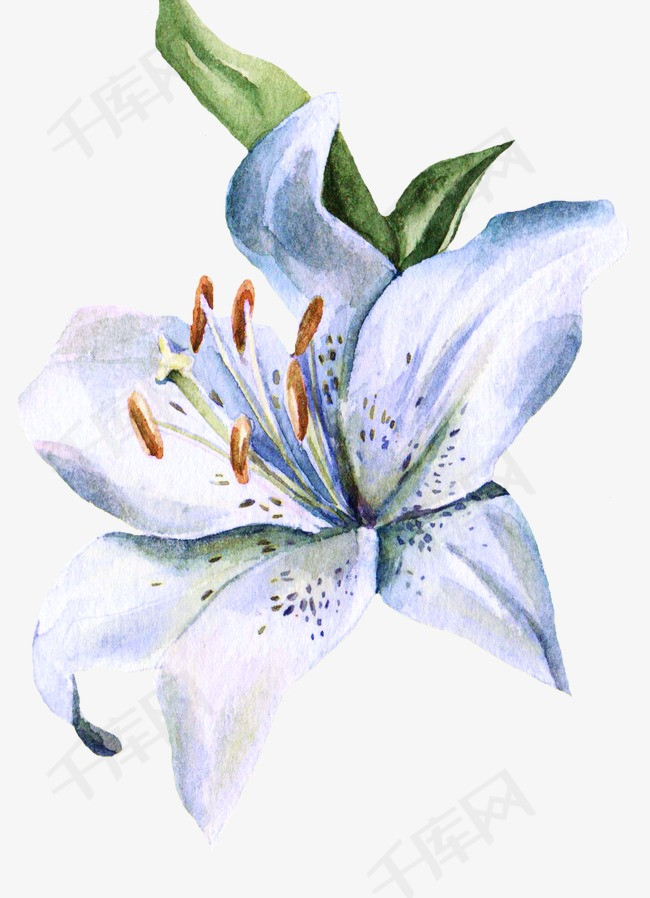 手绘小百合花手绘水彩手绘花饰素材手绘花卡通花春天