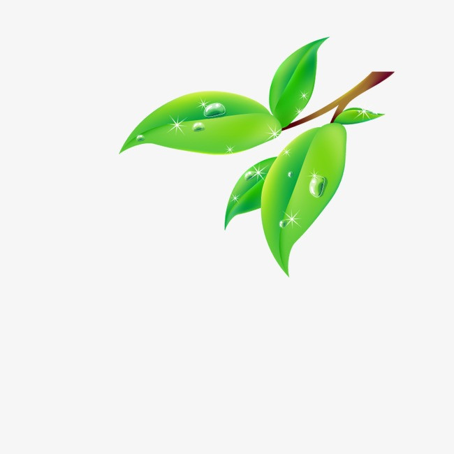 素材【视频装饰树叶png高清】-90设计设计国外元素图片