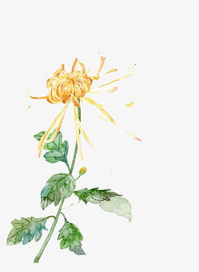 手绘菊花_菊花png素材-90设计