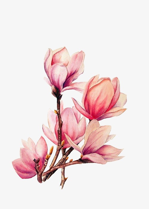 木兰