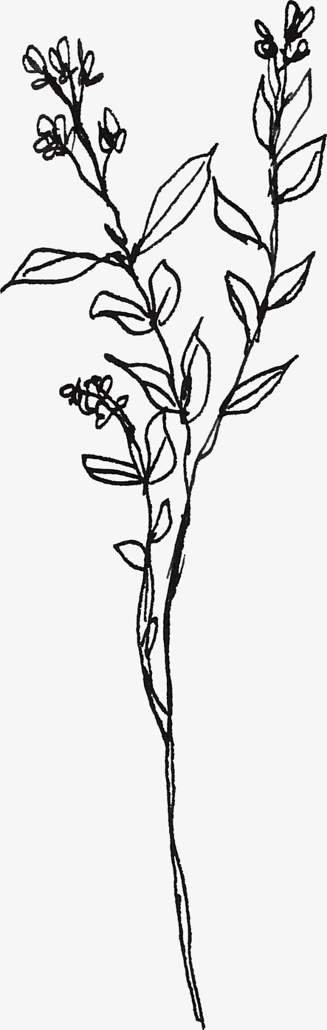 线描植物png素材-90设计