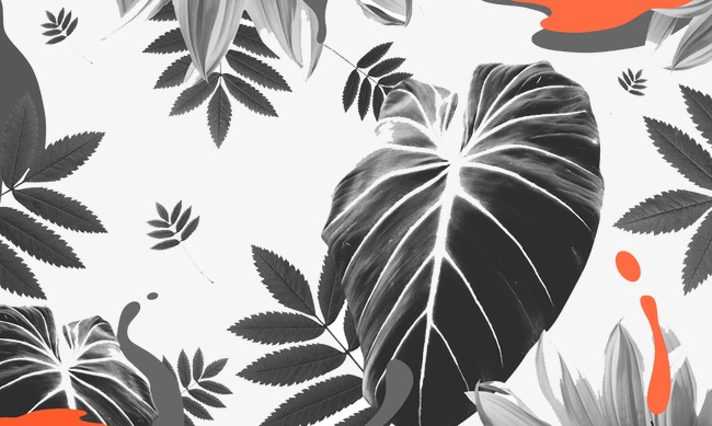 素描树叶图片