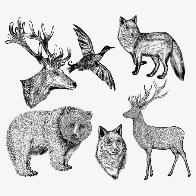动物素描插画png素材-90设计