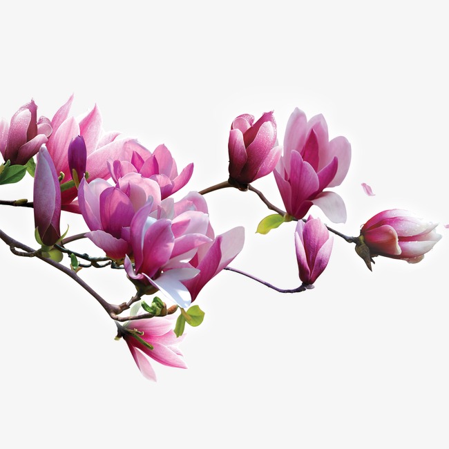 手绘玉兰花_玉兰花png素材-90设计