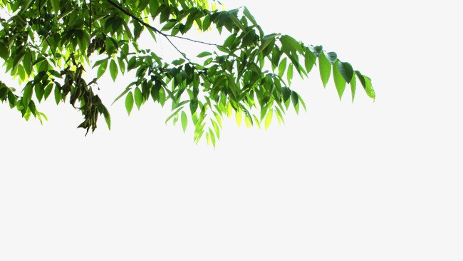 90设计提供作品png装饰高清元素免费下载,本次字体素材为设计师她说雪旋树叶设计图片