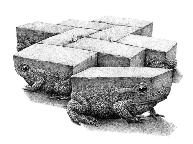 素描画插画青蛙