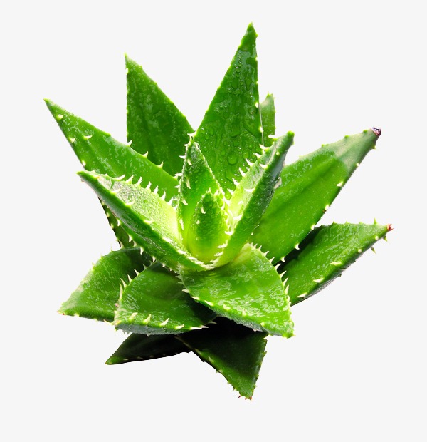 植物芦荟
