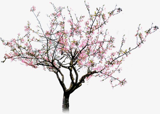中国风国潮桃树桃花免扣装饰元素