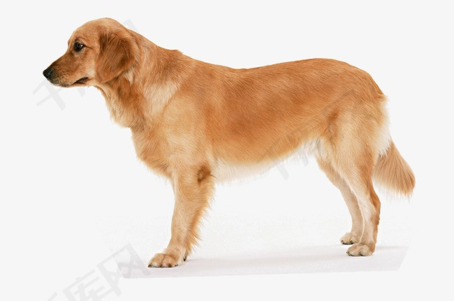 黄狗宠物狗狗小动物狗黄狗