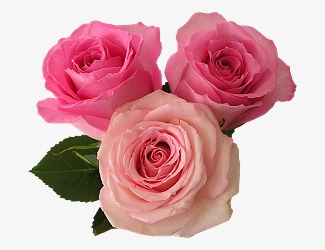 三朵粉色玫瑰花素材图片免费下载_高清装饰图案png_千