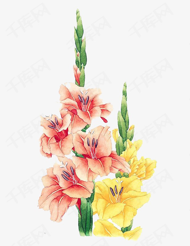 手绘唯美鲜花卡通手绘插画手绘插画鲜花     