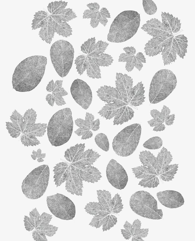 素描树叶图片