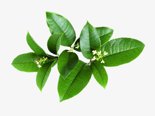 桂花图片