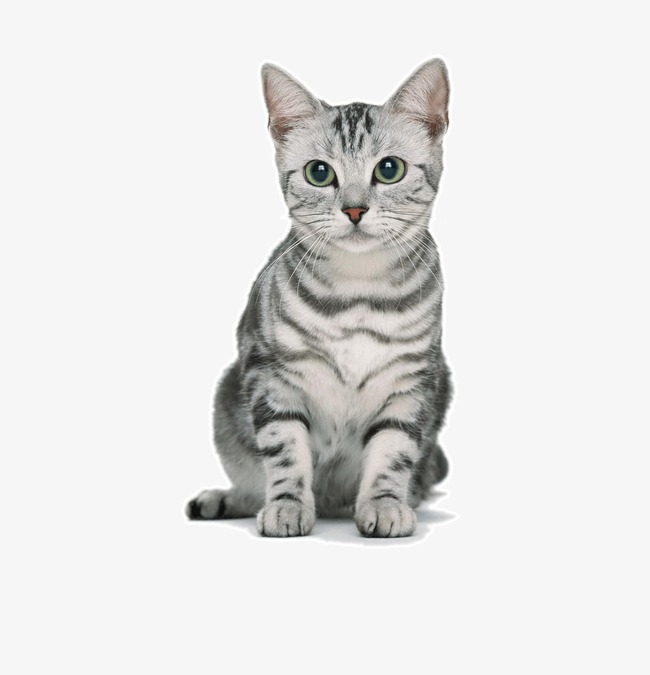猫咪淘宝可群发软件_可以看片的猫咪软件_猫咪软件下载破