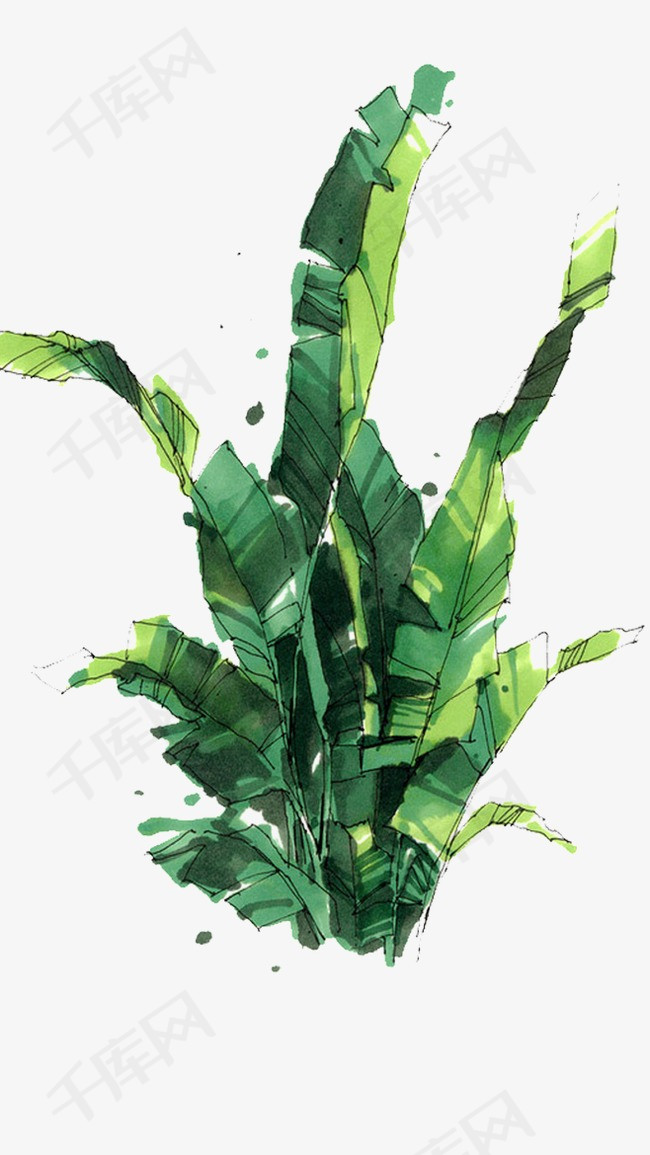 手绘芭蕉叶