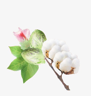 棉花