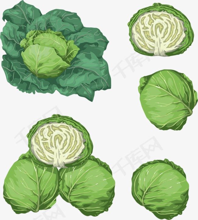 手绘包心菜