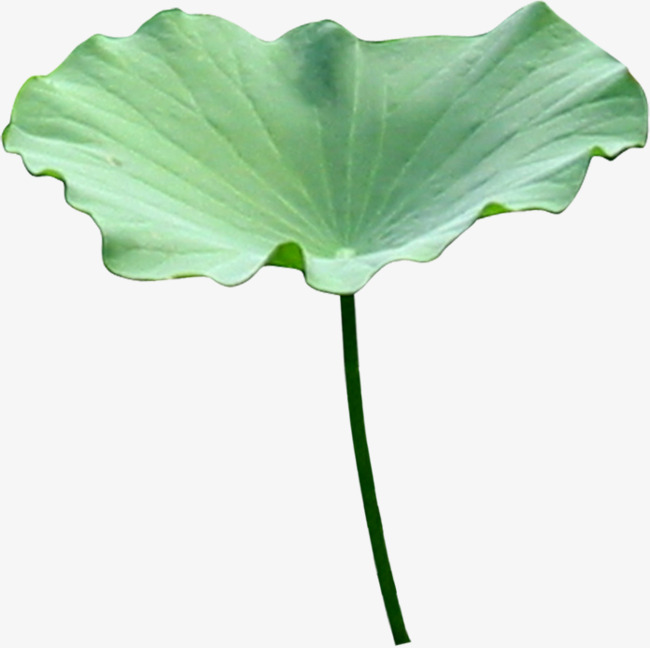 免扣荷叶图片