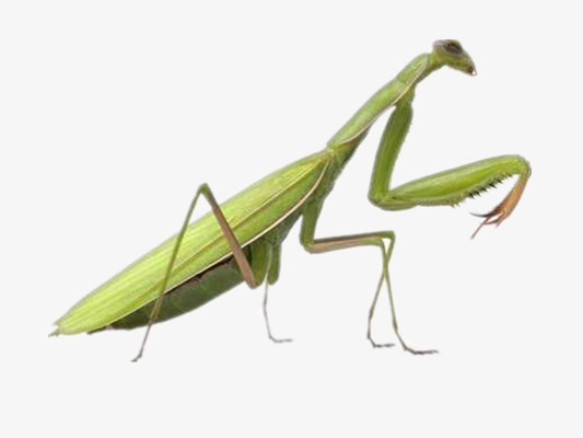 01m 尺寸:533*400 90设计提供高清png素材免费下载,本次螳螂作品为