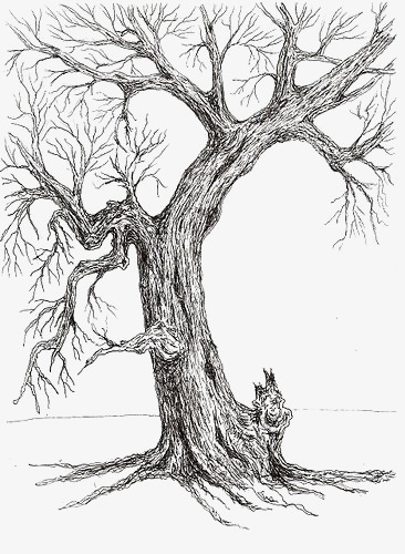 素描枯树的绘画教程