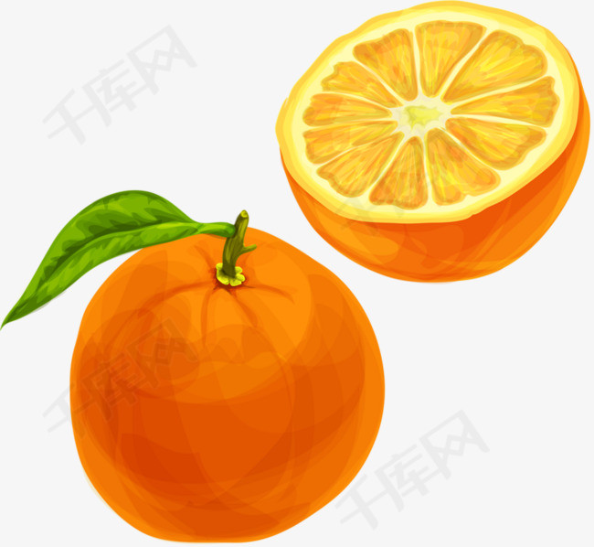 手绘橙子