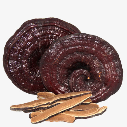 野生紫灵芝素材图片免费下载_高清图片png