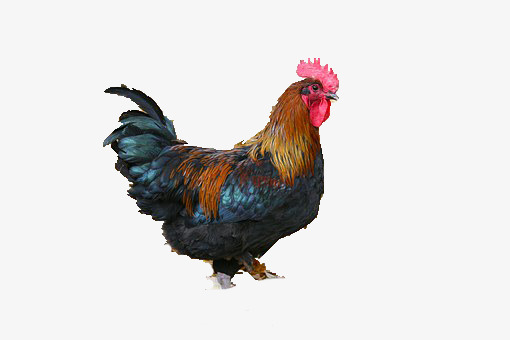 黑毛公鸡