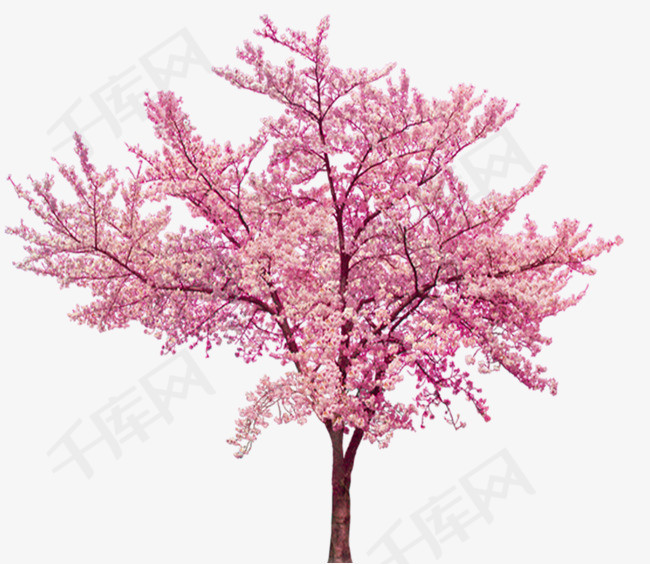 唯美樱花树素材图片免费下载_高清装饰图案png_千库网