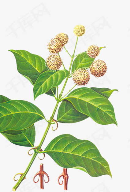 中草药图片大全大图 57a5b3cd0fe5005e4f45a00312b4fe70.jpg!rw400