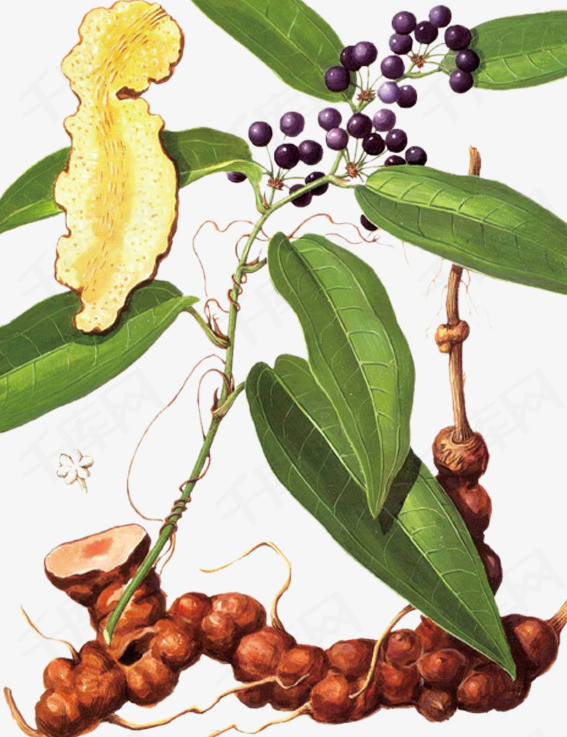 中药茯苓