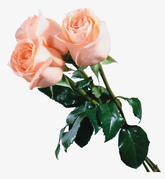三朵香槟粉色玫瑰花素材图片免费下载_高清产品实物