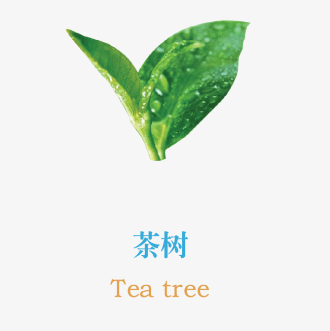高清茶树图片