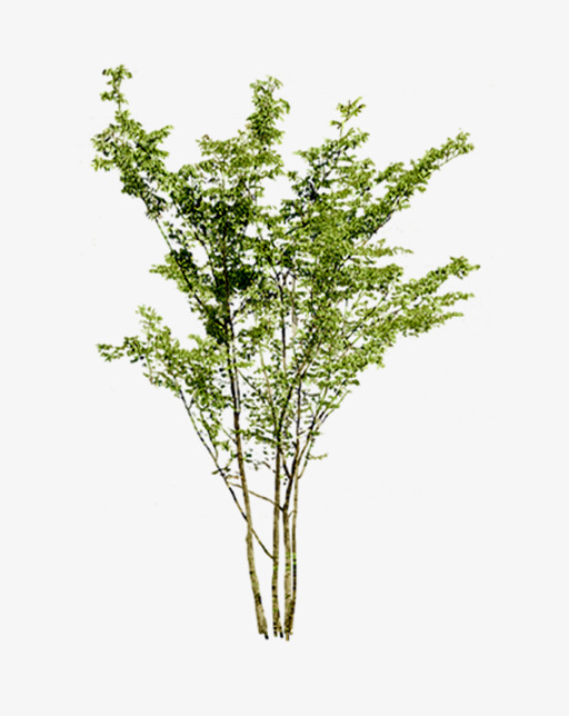 稀疏的小树植物