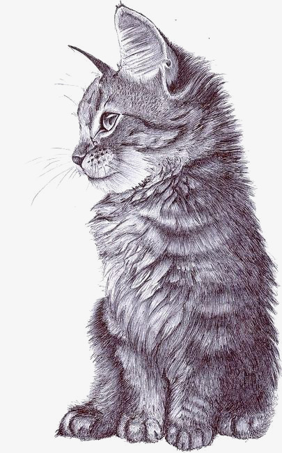 素描猫咪