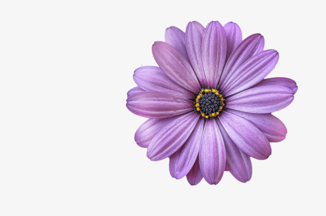 紫色背景_紫色花朵png素材-90设计