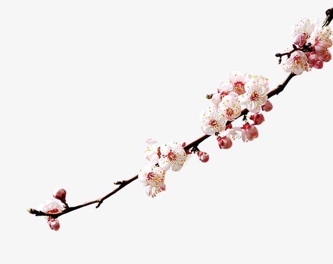 简约唯美桃花