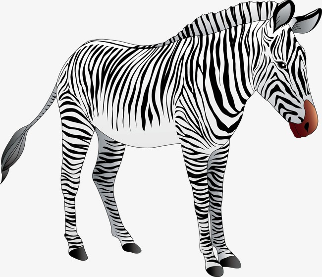 斑马矢量侧面