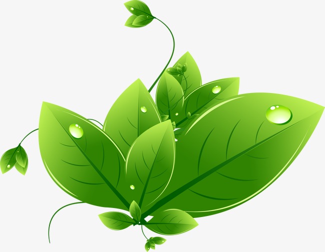 绿叶子是什么 09582e54b4cef78.jpg