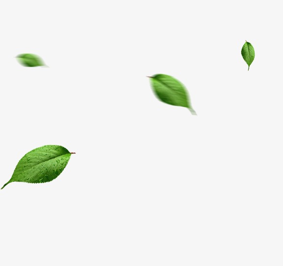 绿叶子是什么公司 2158305497cffd6.jpg