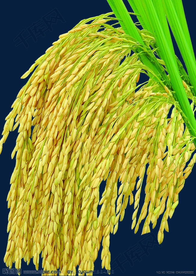 水稻成熟