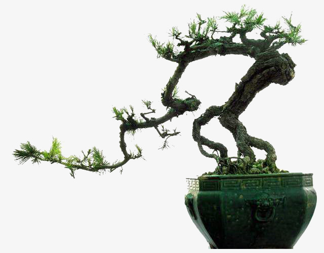盆景 盆栽 植物 640_500