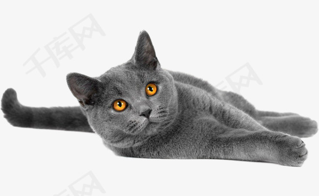 猫咪短剧本素材,猫短视频剧本