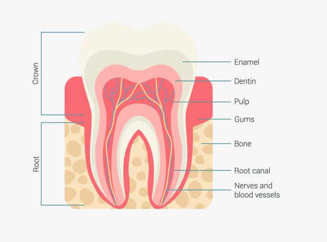 牙齿剖面图