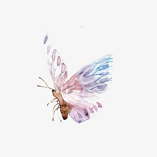手绘蝴蝶图片图片展示