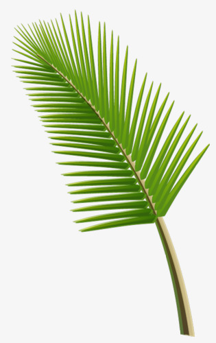 手绘芭蕉叶素材图片免费下载_高清卡通手绘png_千库网(图片编号5844314)