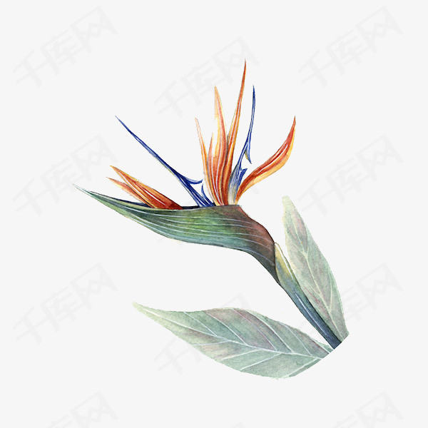 手绘凤尾花