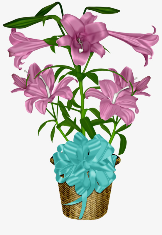 盆栽花卉鲜花 ef1f5a6ac7bc459e8722bb45f8c27b85.jpg