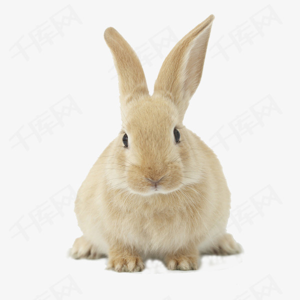 60c4f17ec84d7f7fe0277627ab38ba9b.jpg!rw400