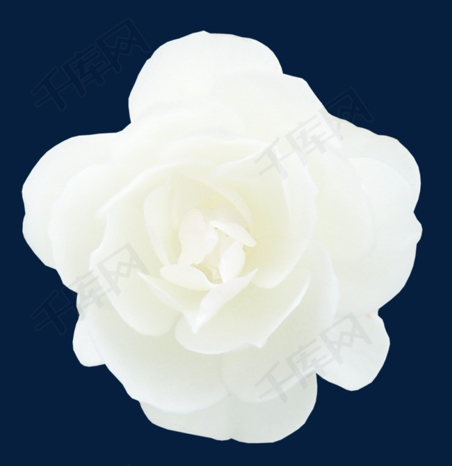 鲜花素材鲜花素材白色花朵