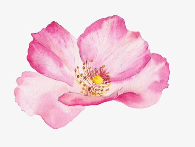 一朵粉红色的桃花素材图片免费下载_高清卡通手绘png